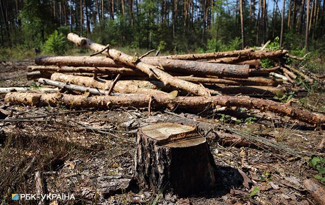 Найбільшій в Європі компанії можуть передати в концесію 5 українських лісгоспів, в тому числі Сторожинецький та Хотинський 