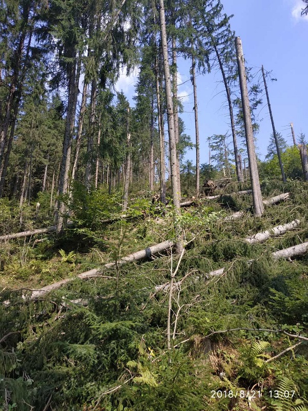На Путильщині з буреломів вилучили 478 метрів кубічних деревини 