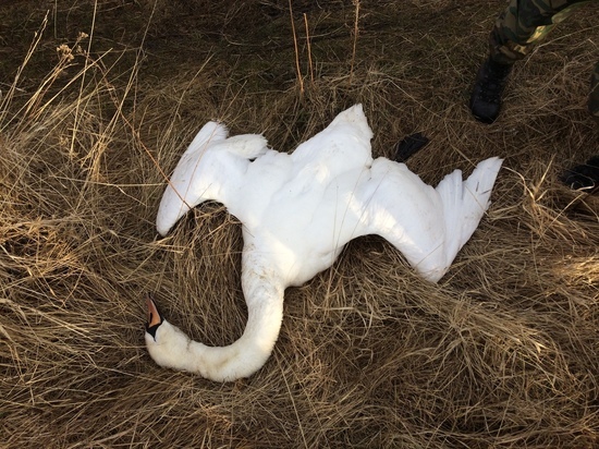 На Кельменеччині відстріляли лебедів-шипунів