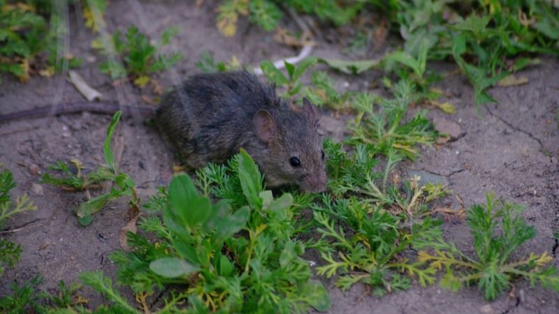 На Буковині нашестя мишоподібних гризунів 