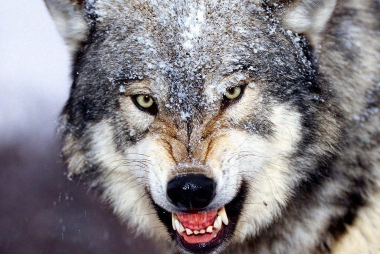 На Буковині вовки вже нападають на найвідаленіші хутірці