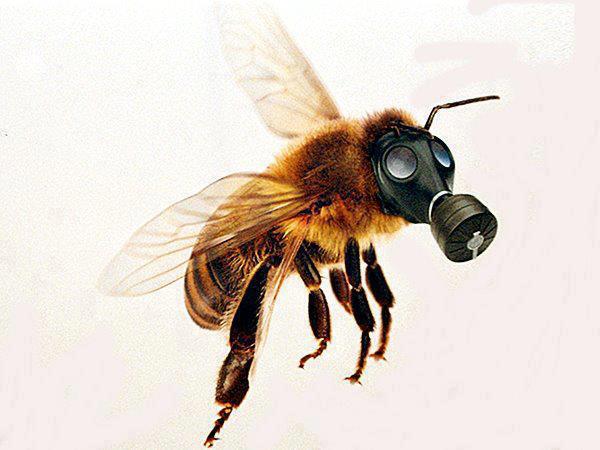 Як уникнути отруєння бджіл? Покрокова інструкція