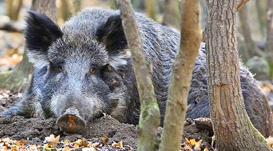 А, може, дикі свині і не винні в нашесті чуми на буковинські ферми…