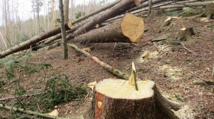 На Буковині виявили незаконну вирубку дерев
