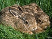 На Хотинщині закупили молодняк зайців, але бояться випускати у дику природу через хімпрепарати