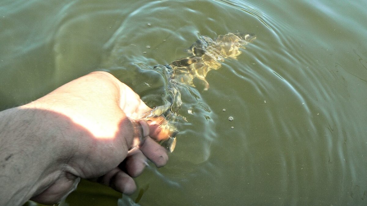В Дністровське водосховище випустили 50 тисяч маленьких щук із Херсону