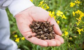 Через обробку полів та садів отрутохімікатами на Сокирянщині і Вижниччині гинуть бджоли і форель 