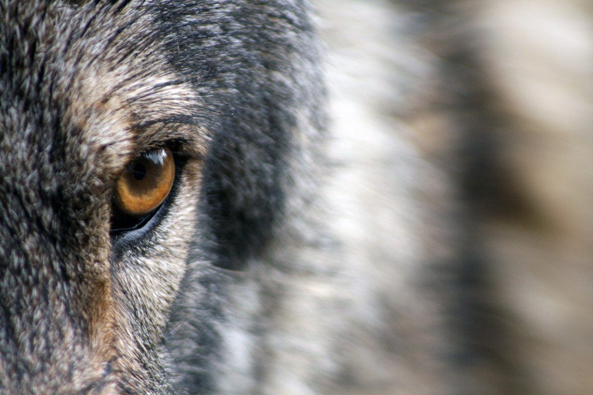 І не вовки, і не собаки: з’явилися в найбільш віддалених та безлюдних населених пунктах Буковини …