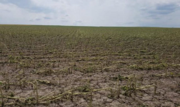 У Чернівецькій області природна стихія знищила понад 800 га врожаю