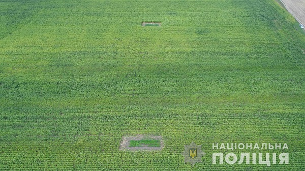 На Буковині серед поля кукурудзи заховали десять плантацій конопель, які виявили прилади аеророзвідки
