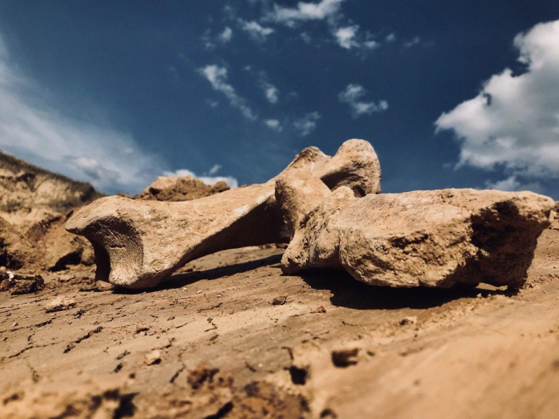 Чернівецький науковець знайшов кістки вимерлого волохатого носорога – фото