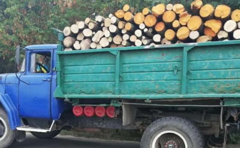 В Банилові зупинили вантажівку з краденим грабом 