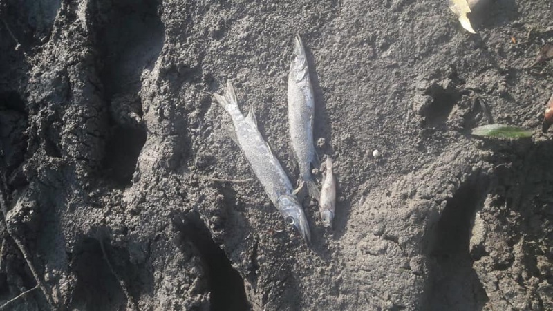 У Чернівецькій області поліція розслідує факт масової загибелі риби у Дністрі 