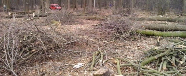 У Чернівцях у серпні дозволили зрубали понад 250 дерев, в тому числі понад п'ять десятків у парку Шіллера