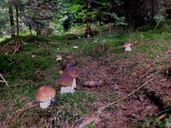 На Буковині п’ятеро людей потрапили до реанімації отруївшись грибами