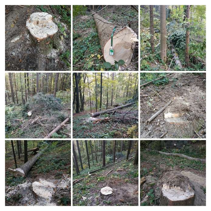 В лісі на межі сіл Багна і Черешенька виявили незаконні порубки хвойних дерев (ОНОВЛЕНО)