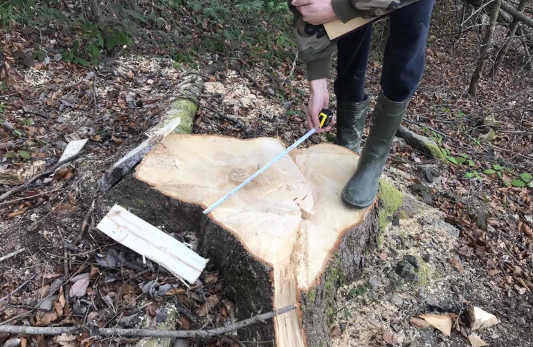 'Пеньки замасковані листям, гілками та глиною': на Буковині на території природного парку незаконно зрубали 278 дерев на 2,5 млн грн