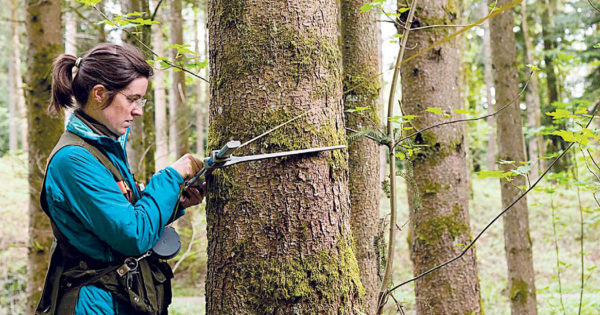 Німеччина готова допомогти Україні порахувати її ліси