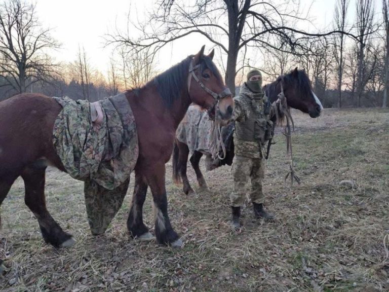 Трьох коней і чималу партію тютюну покинули на кордоні буковинські контрабандисти 