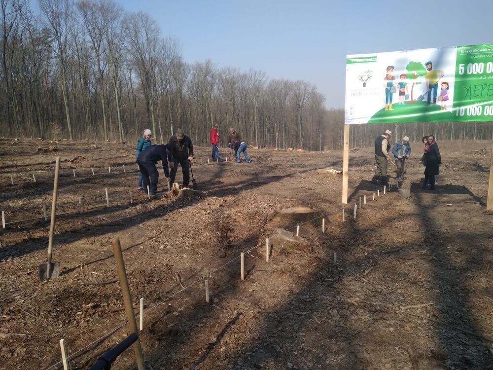 На Хотинщині висадили 36 гектарів нового лісу 