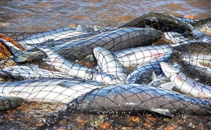 У Чернівецькій області житель Хмельниччини наловив червонокнижної риби на понад 50 тис грн