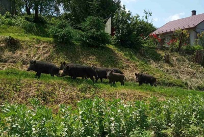 Гуляли по вулиці і рилися в грядці часнику на городі: по селу на Буковині ходило стадо диких свиней