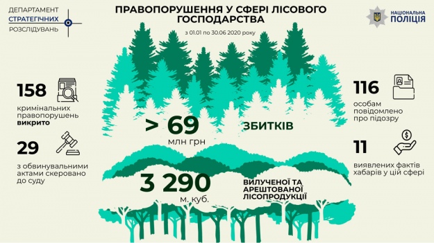 Як діяльність злочинних угруповань у сфері лісового господарства 'висмоктує' природні ресурси держави
