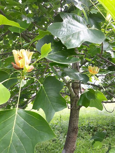 У Берегометі розквітло  «тюльпанове дерево»