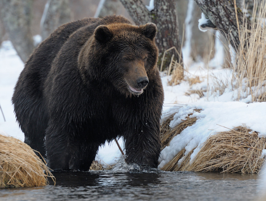 Двох ведмедів-шатунів бачили поблизу перевалу Шурдин та на Яблуницькому узгір'ї