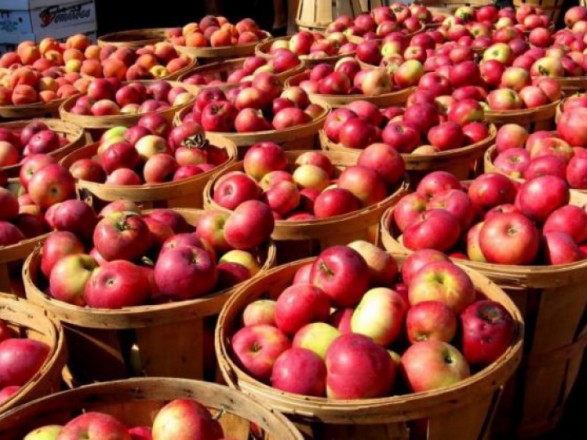 Цьогорічний врожай яблук прогнозують на рівні минулого року