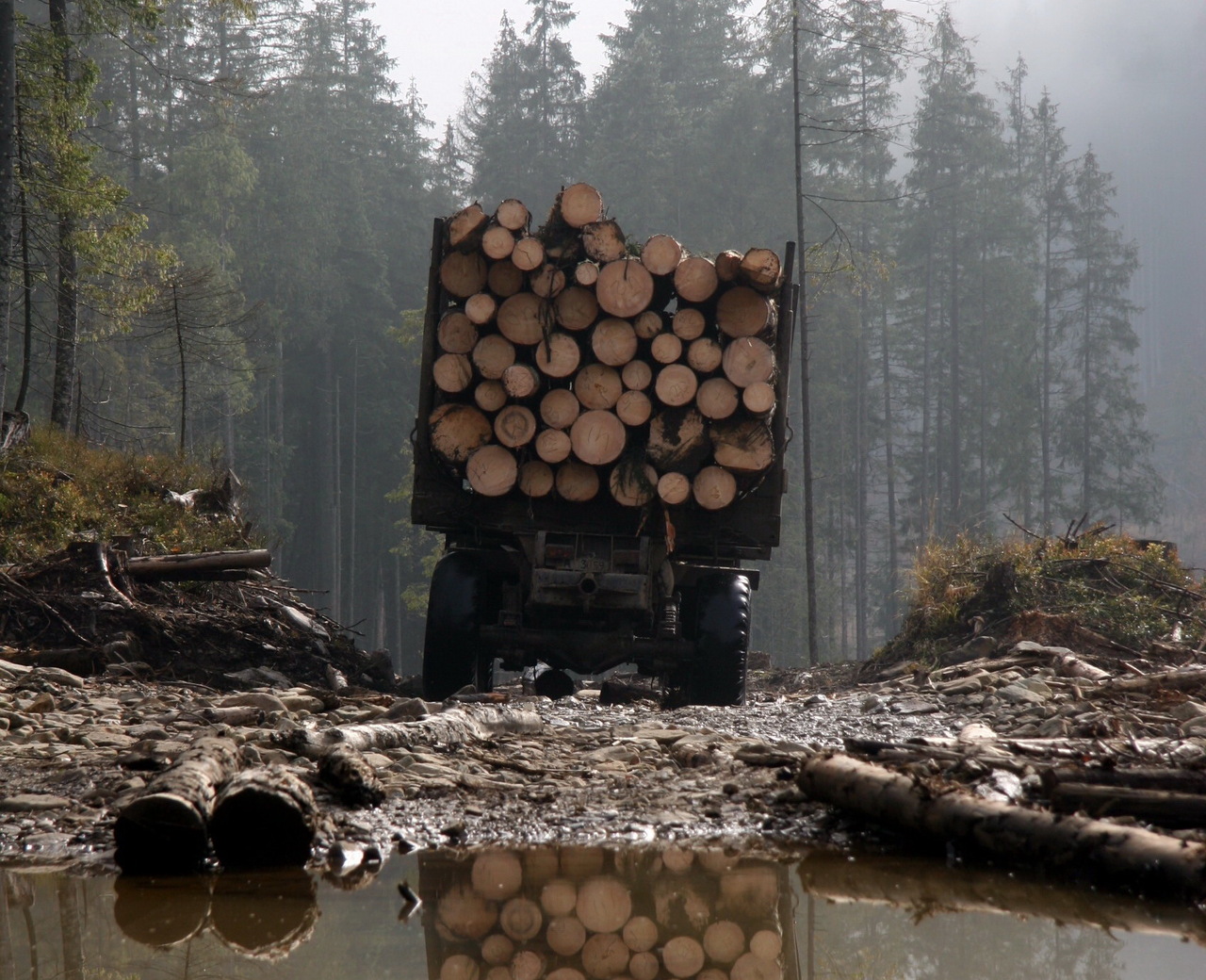 Посилення паводків і зростання пожежної небезпеки: кліматолог назвала небезпеки, які загрожують Карпатам через вирубку лісів