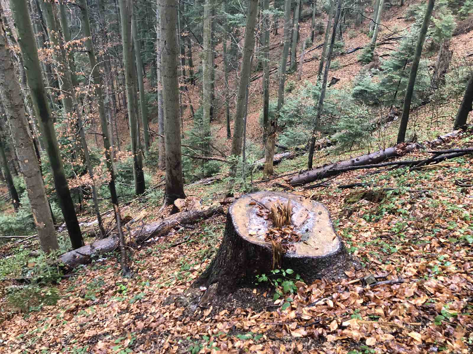 Національний парк «Вижницький» має відшкодувати понад півмільйона гривень за сімдесят зрубаних дерев 