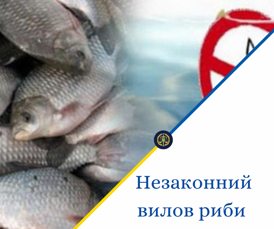 На Буковині браконьєри незаконно виловили риби на півмільйона гривень 