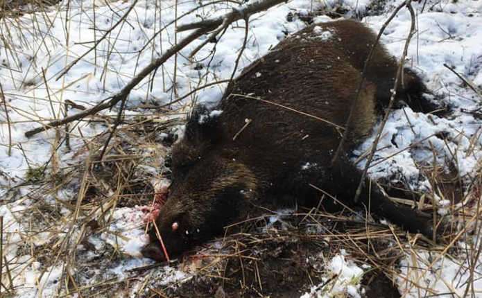 На Кельменеччині браконьєр застрелив дике порося