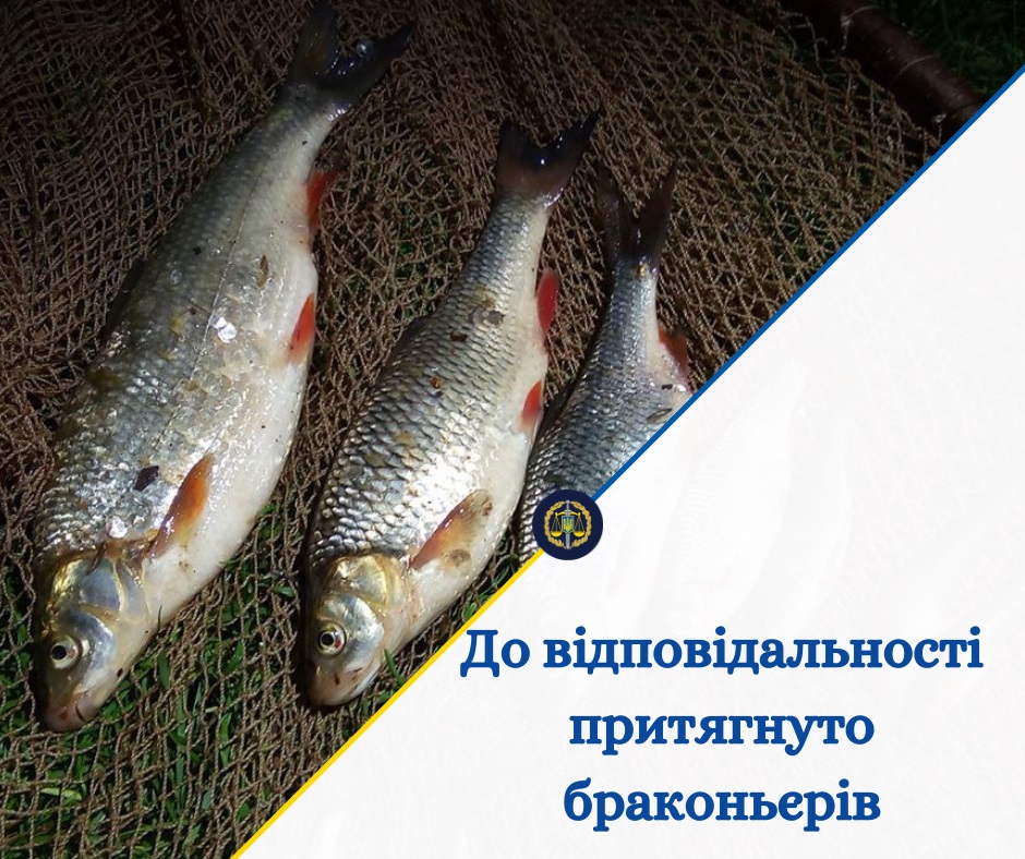 Незаконним виловом 150 рибин біля Кормані браконьєри заподіяли Сокирянській міській раді шкоду на півмільйона гривень 