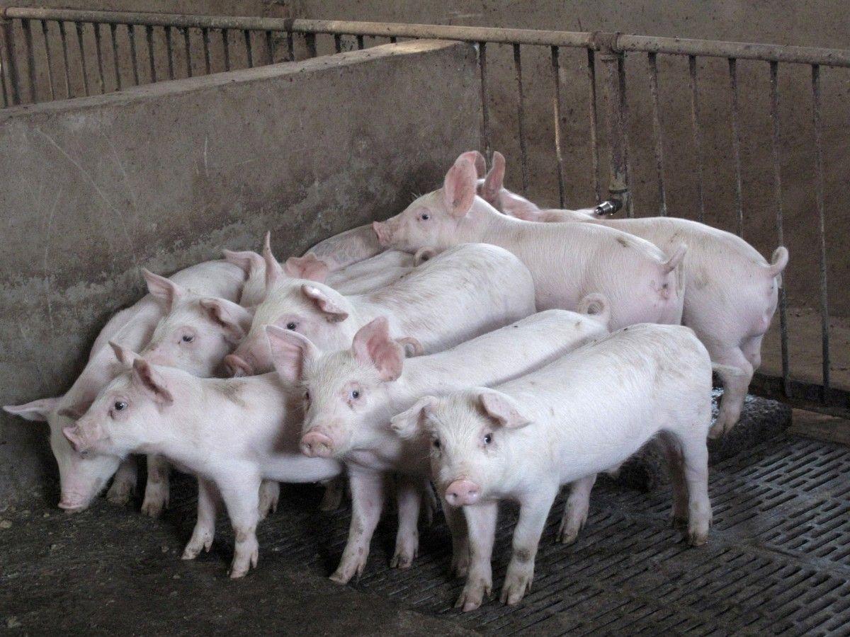 На Буковині знищать понад 20 тисяч свиней