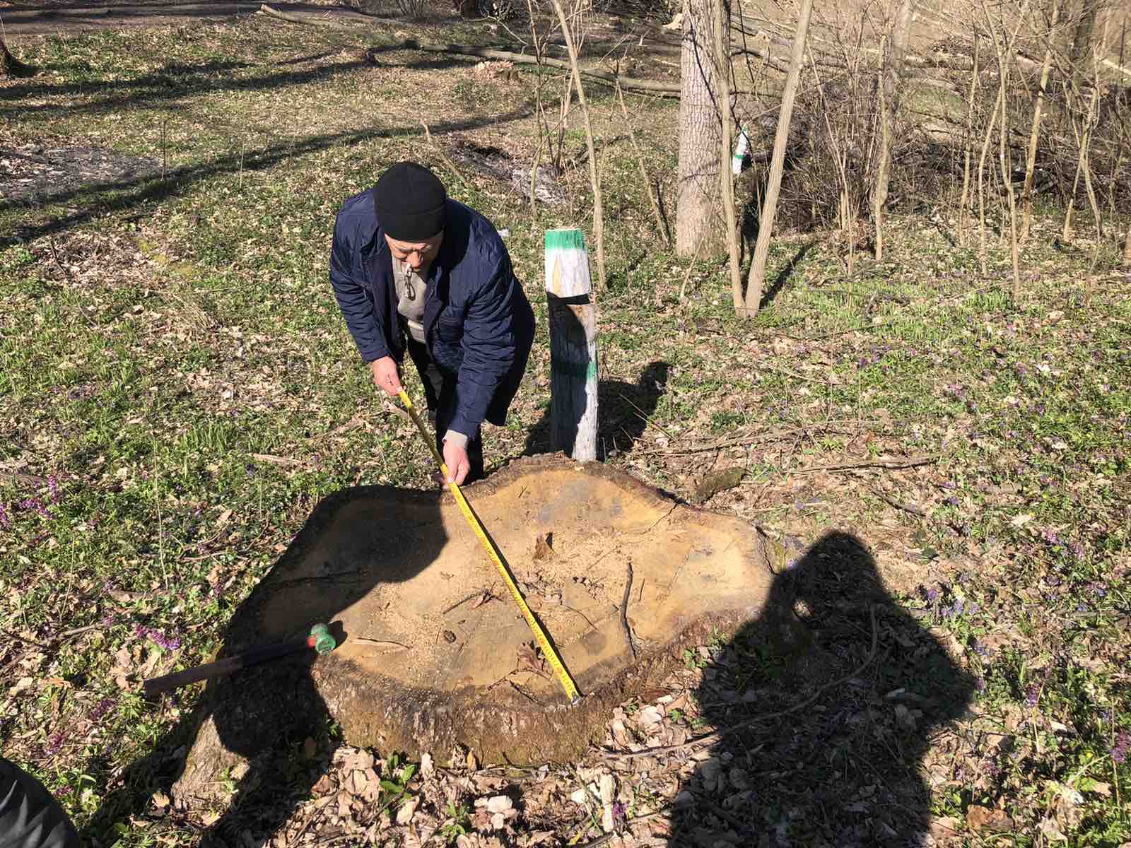 На Герцаївщині незаконно вирубали дерев майже на мільйон гривень 