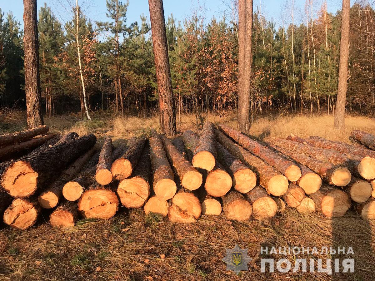 На території двох буковинських лісництв незаконно нарубали дерев на 300 тисяч гривень 