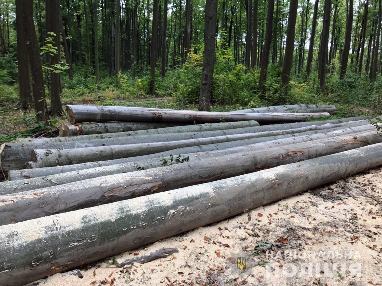 Двоє буковинців незаконно вирубали дерева дуба, бука та клену у лісах Чернівецького району на чверть мільйона гривень