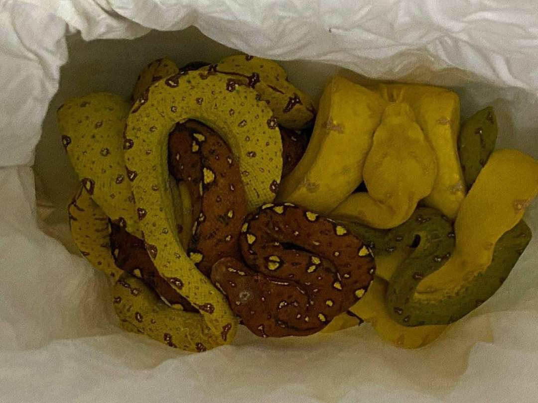 Контрабанду з екзотичними зміями та ящірками виявили буковинські прикордонники