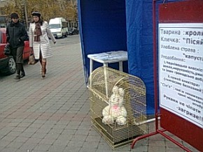 Живий кролик, над яким знущались громадські активісти, зник з клітки біля синіх наметів 