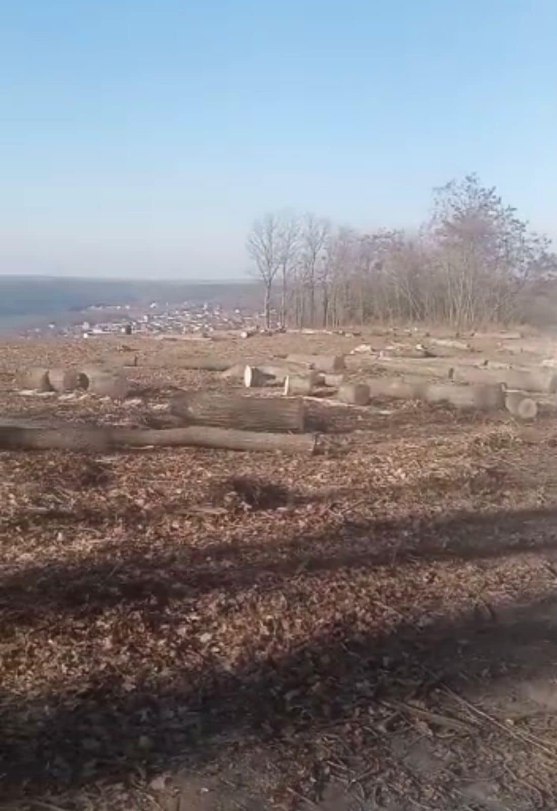 Біля 'Усладу' в Ломачинцях вирубали майже гектар столітніх дерев для облаштування аеродрому для малої авіації, - джерело