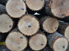 Лише за п'ять місяців лісогосподарські підприємства Буковини реалізували вже більше 70 відсотків необробленої деревини від загальної заготівлі