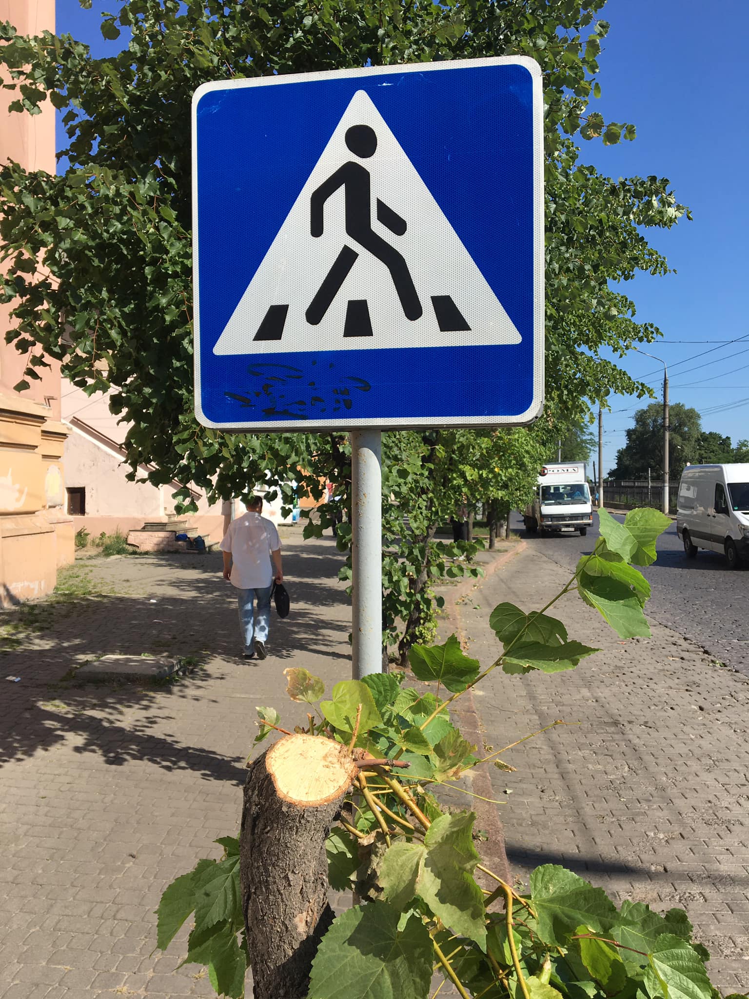 На Гагаріна перед дорожніми знаками зрубали два молодих дерева