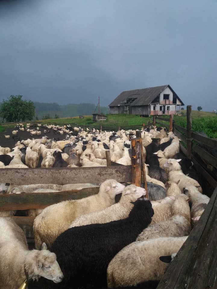 У Селятинській громаді із гір у господарства повернулися вівці 