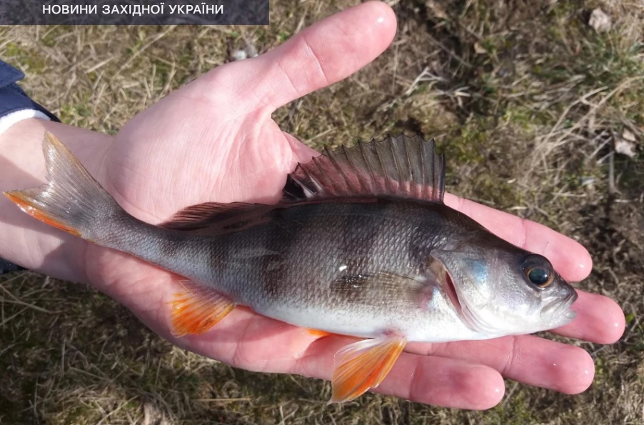 У Чернівецькій області буде чемпіонат України з ловлі хижої риби