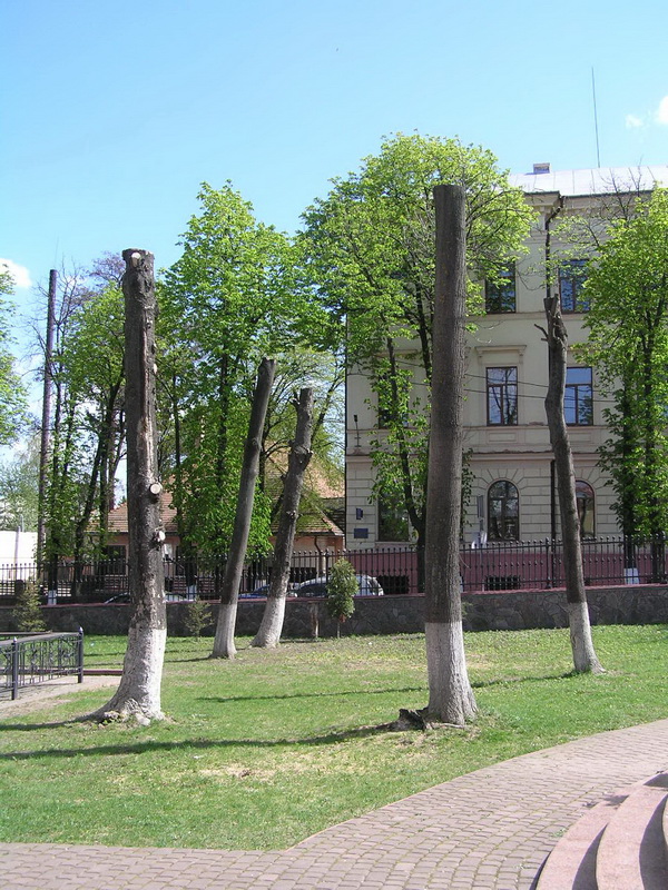 Понівечені дерева біля собору в Чернівцях так і не зазеленіли (фотофакт)