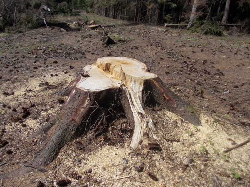 На Буковині незаконно зрубали понад 700 дерев цінних порід