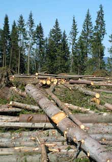 На Буковині незаконно зрубали 62 дерева породи бук, ялиця та черешня