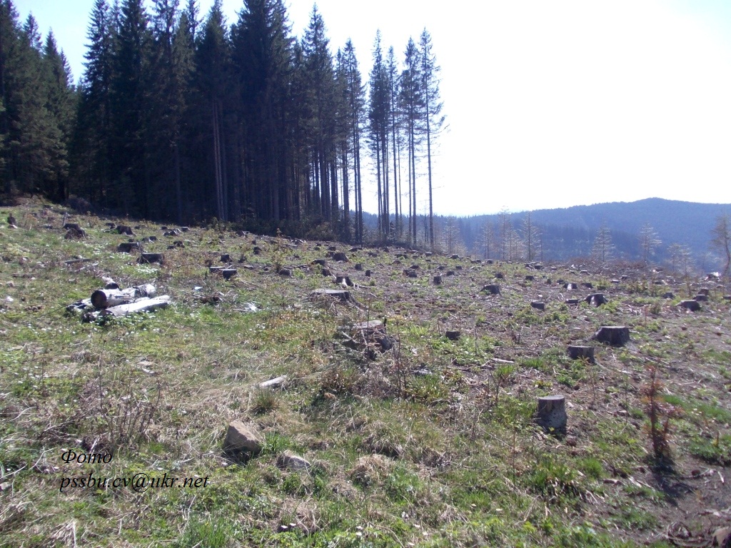 На Буковині СБУ викрила незаконну вирубку лісу на півмільйона гривень
